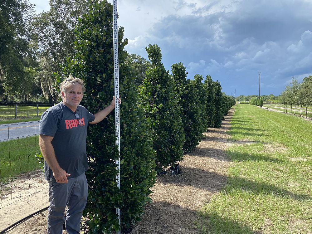 ilex-hybrid-conty-liberty-trade-holly