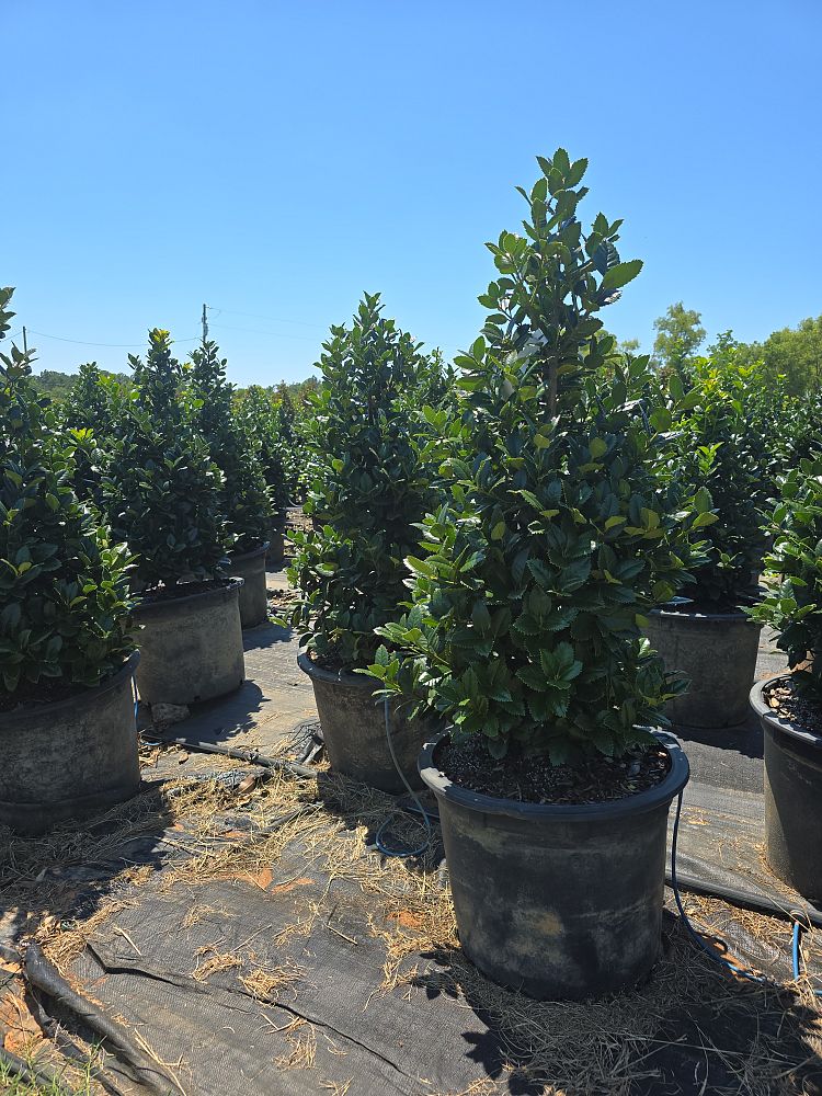 ilex-hybrid-conty-liberty-trade-holly