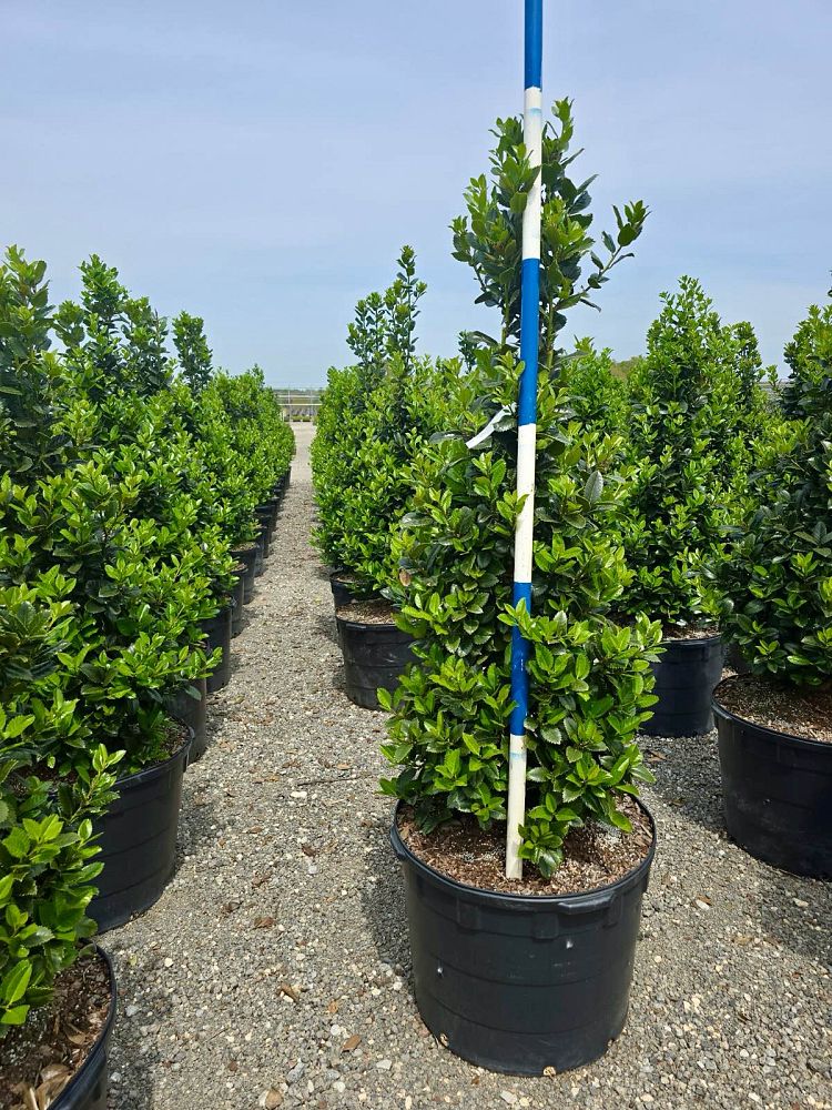 ilex-hybrid-conty-liberty-trade-holly