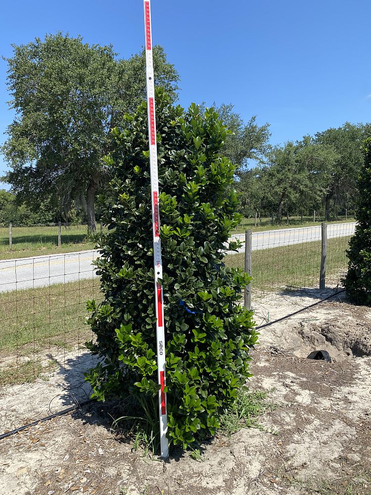 ilex-hybrid-conty-liberty-trade-holly