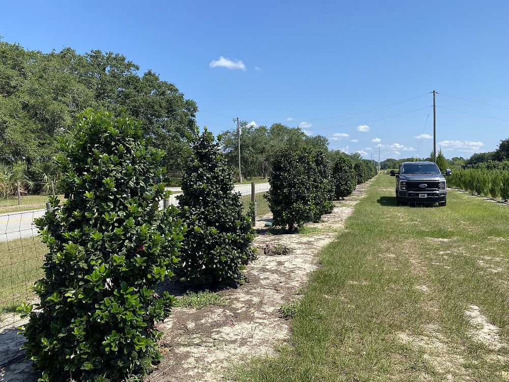 ilex-hybrid-conty-liberty-trade-holly