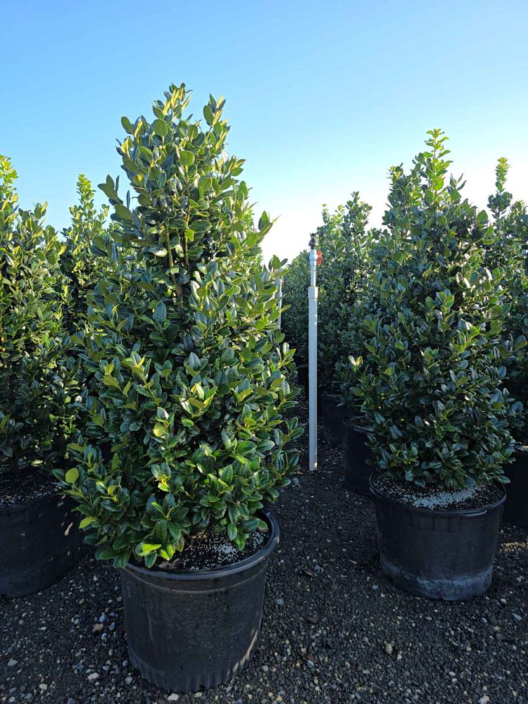 ilex-hybrid-conty-liberty-trade-holly