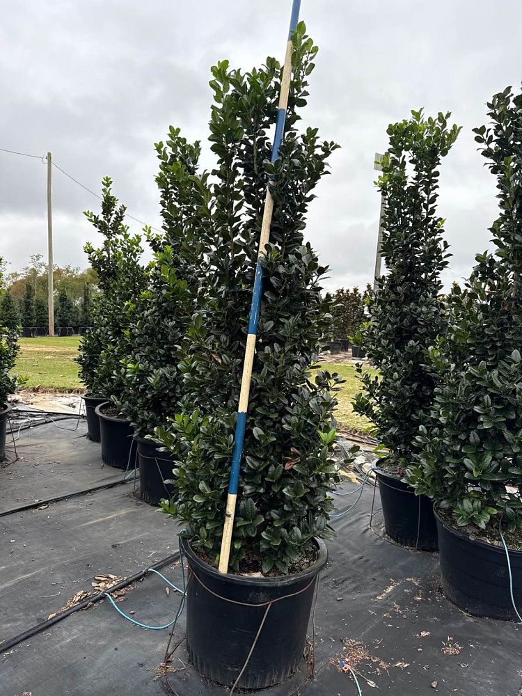ilex-hybrid-conty-liberty-trade-holly