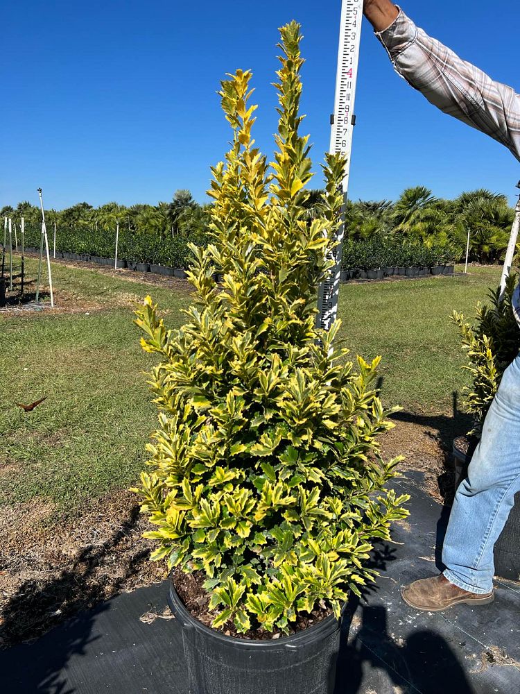 ilex-hybrid-magden-golden-oakland-reg-holly