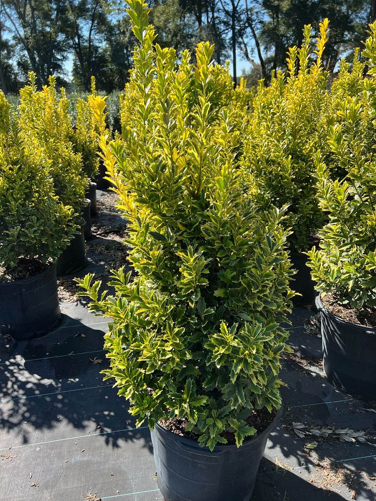 ilex-hybrid-magden-golden-oakland-reg-holly