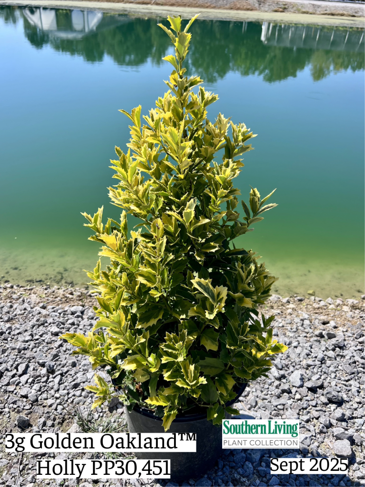 ilex-hybrid-magden-golden-oakland-reg-holly