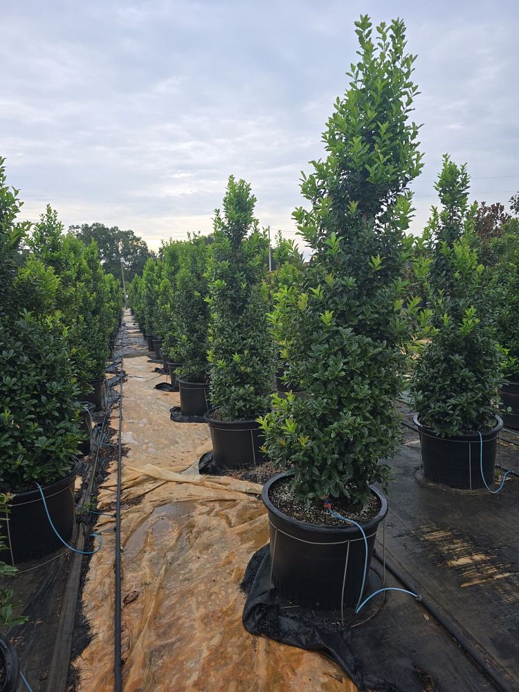 ilex-hybrid-magden-golden-oakland-reg-holly