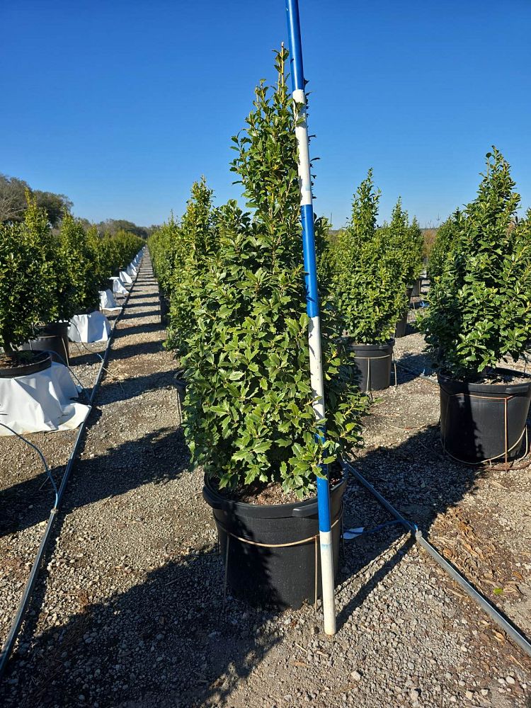 ilex-hybrid-magden-golden-oakland-reg-holly