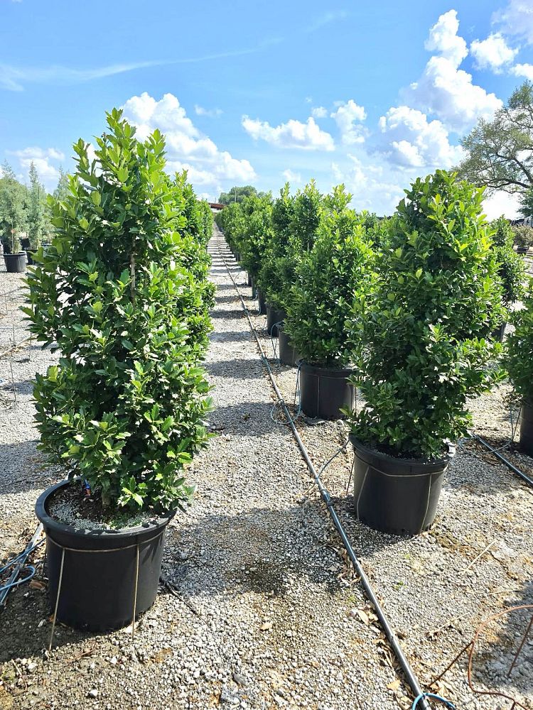 ilex-hybrid-magden-golden-oakland-reg-holly