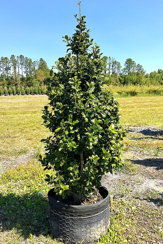 ilex-hybrid-magiana-acadiana-trade-holly