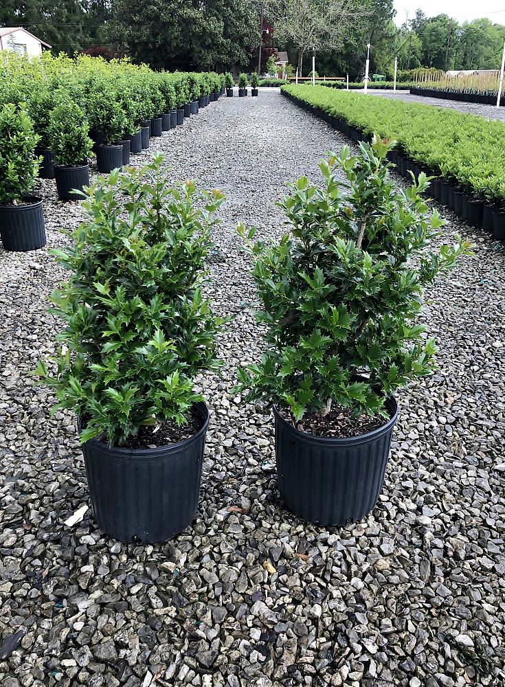 ilex-hybrid-magiana-acadiana-trade-holly