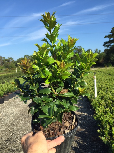 ilex-hybrid-magiana-acadiana-trade-holly