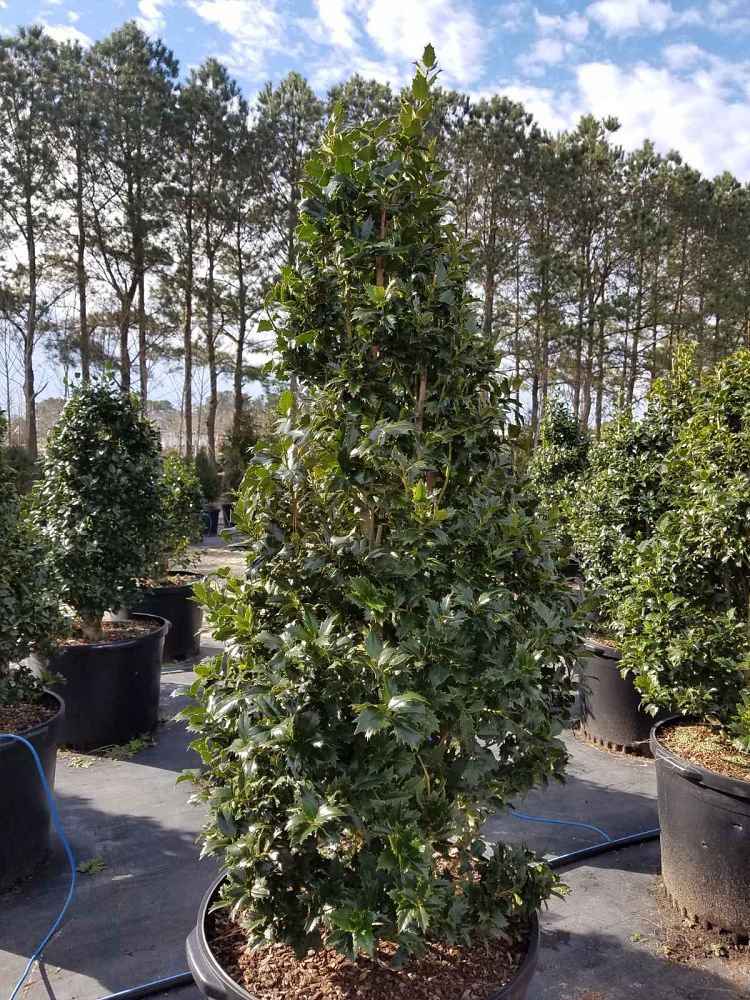 ilex-hybrid-magiana-acadiana-trade-holly