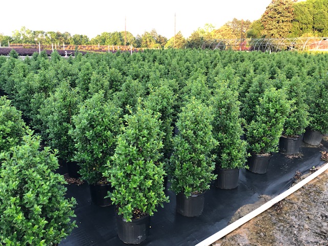 ilex-hybrid-magiana-acadiana-trade-holly
