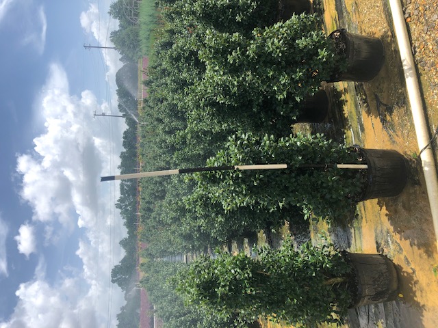 ilex-hybrid-magiana-acadiana-trade-holly