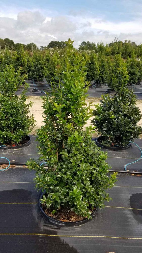 ilex-hybrid-magiana-acadiana-trade-holly