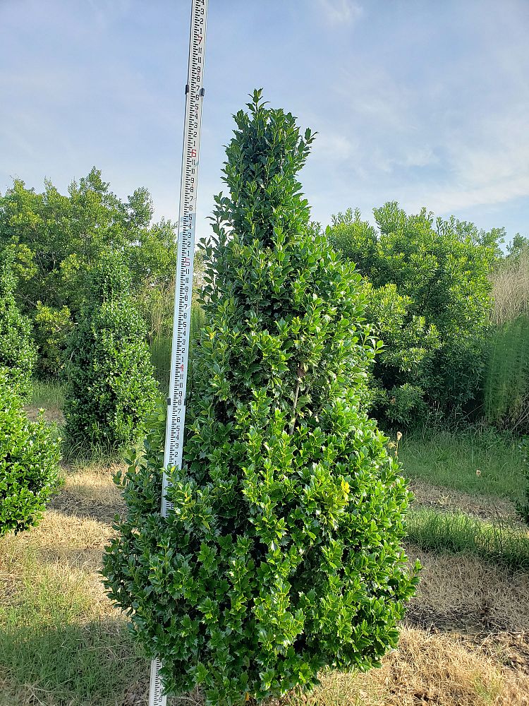 ilex-hybrid-magiana-acadiana-trade-holly