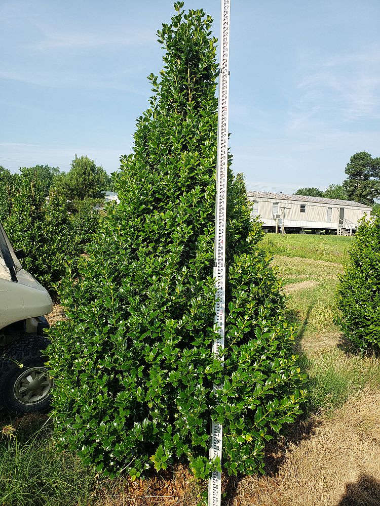 ilex-hybrid-magiana-acadiana-trade-holly