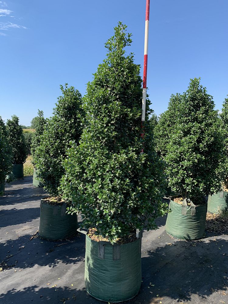 ilex-hybrid-magiana-acadiana-trade-holly