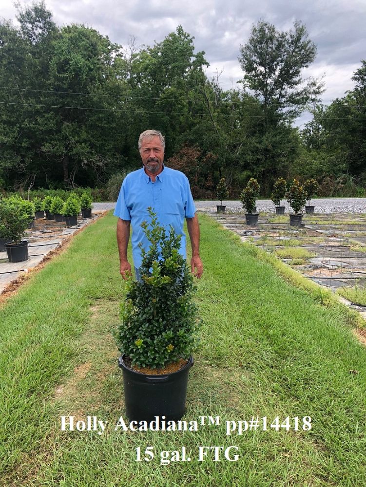 ilex-hybrid-magiana-acadiana-trade-holly