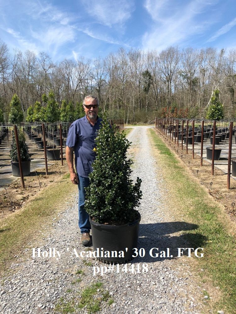 ilex-hybrid-magiana-acadiana-trade-holly