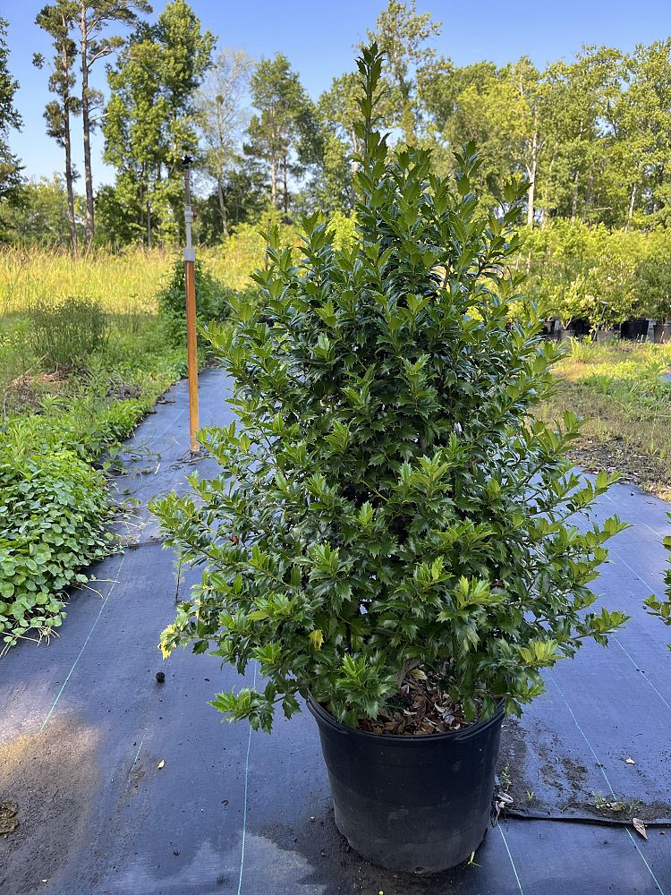 ilex-hybrid-magiana-acadiana-trade-holly