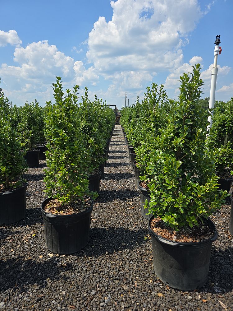 ilex-hybrid-magiana-acadiana-trade-holly