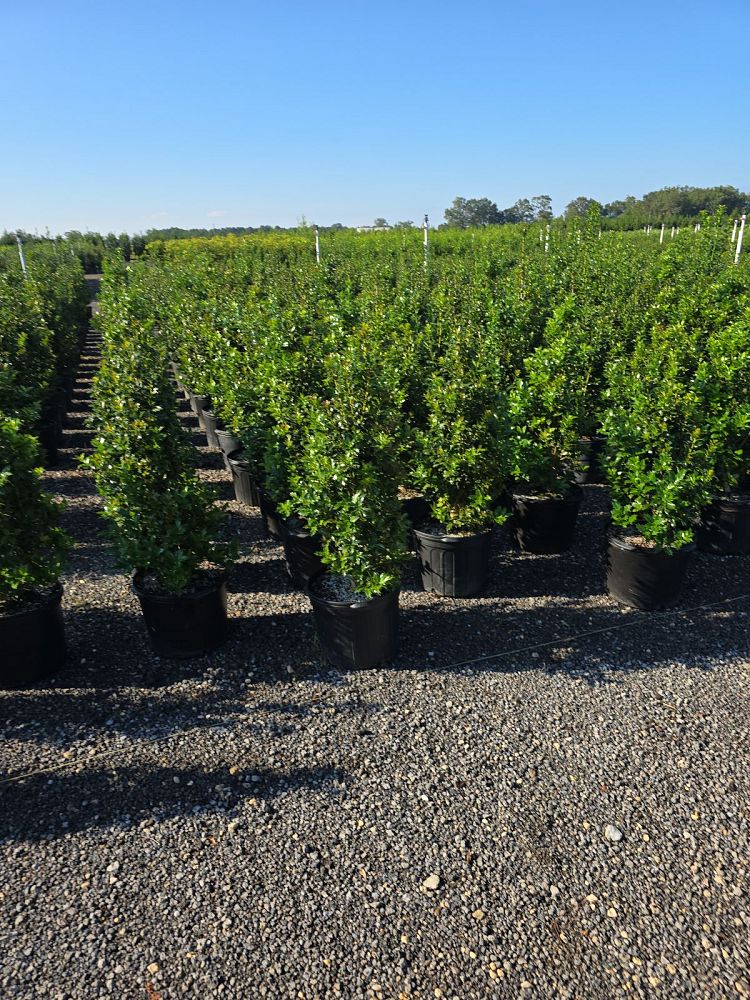 ilex-hybrid-magiana-acadiana-trade-holly