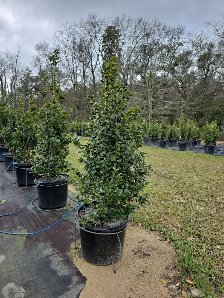 ilex-hybrid-magiana-acadiana-trade-holly