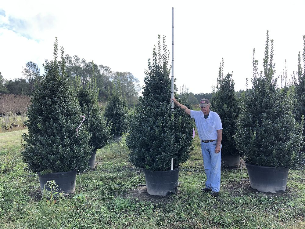 Evergreen Nursery