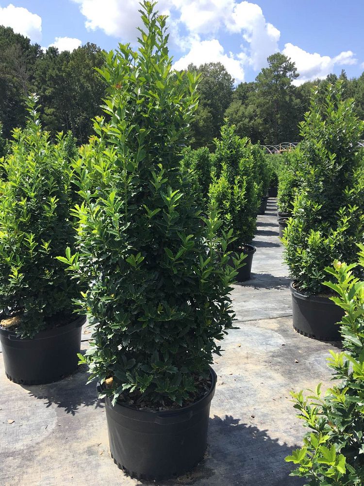 ilex-hybrid-magland-oakland-reg-holly