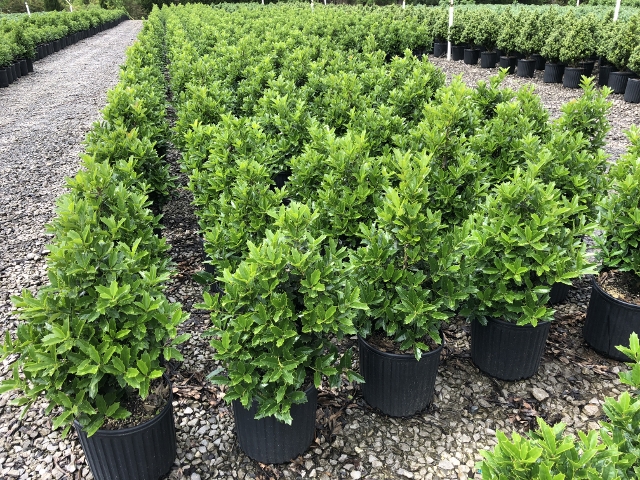 ilex-hybrid-magland-oakland-reg-holly