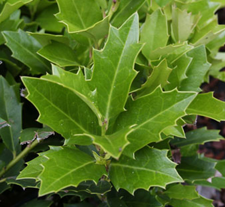 ilex-hybrid-magland-oakland-reg-holly