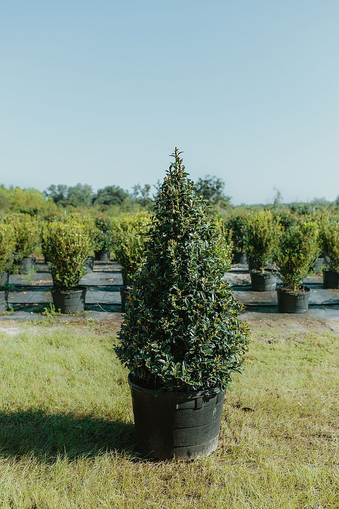 ilex-hybrid-magland-oakland-reg-holly