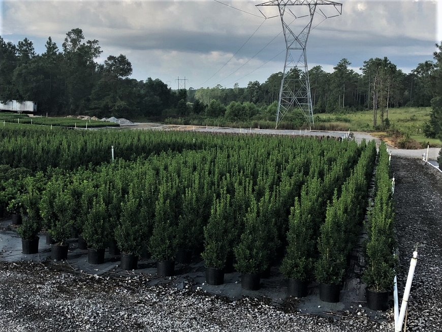ilex-hybrid-magland-oakland-reg-holly