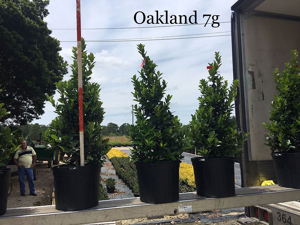 ilex-hybrid-magland-oakland-reg-holly