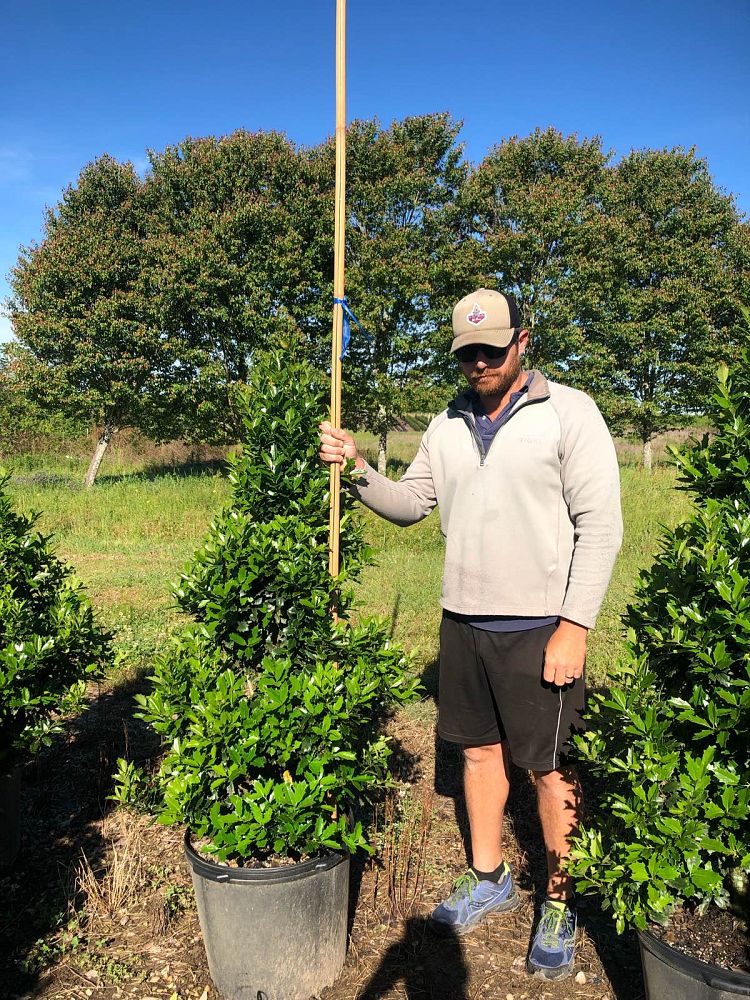 ilex-hybrid-magland-oakland-reg-holly