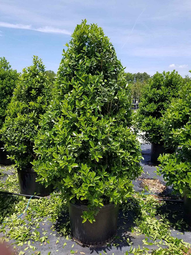 ilex-hybrid-magland-oakland-reg-holly
