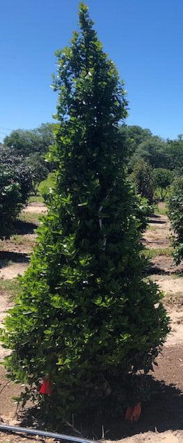 ilex-hybrid-magland-oakland-reg-holly