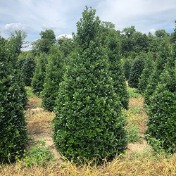 ilex-hybrid-magland-oakland-reg-holly