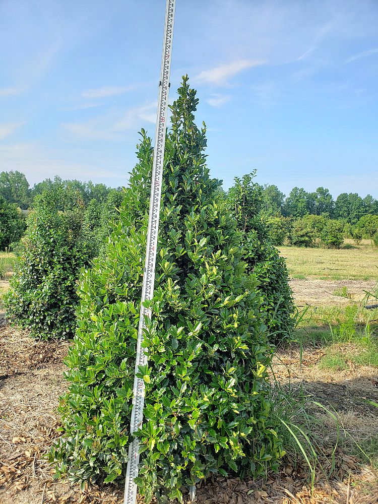ilex-hybrid-magland-oakland-reg-holly