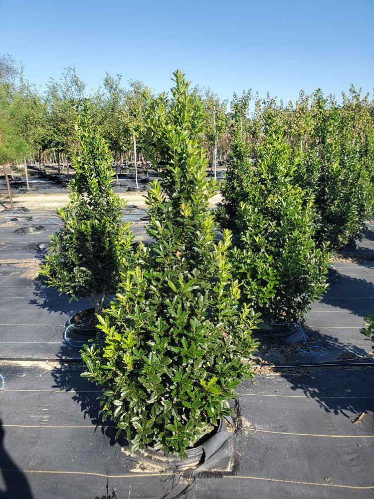 ilex-hybrid-magland-oakland-reg-holly