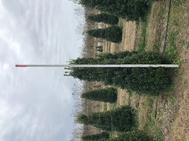 ilex-hybrid-magland-oakland-reg-holly