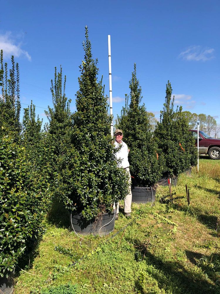 ilex-hybrid-magland-oakland-reg-holly