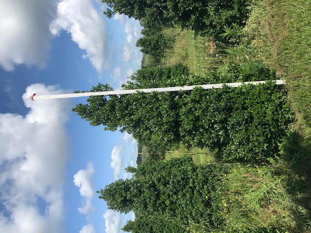 ilex-hybrid-magland-oakland-reg-holly