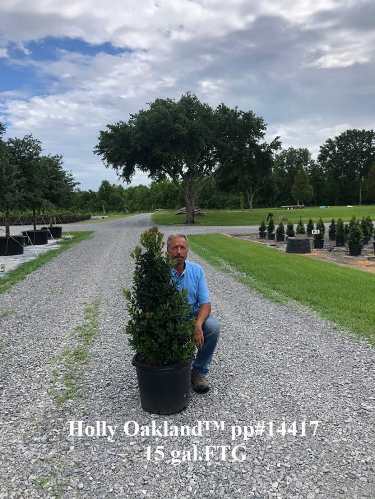 ilex-hybrid-magland-oakland-reg-holly
