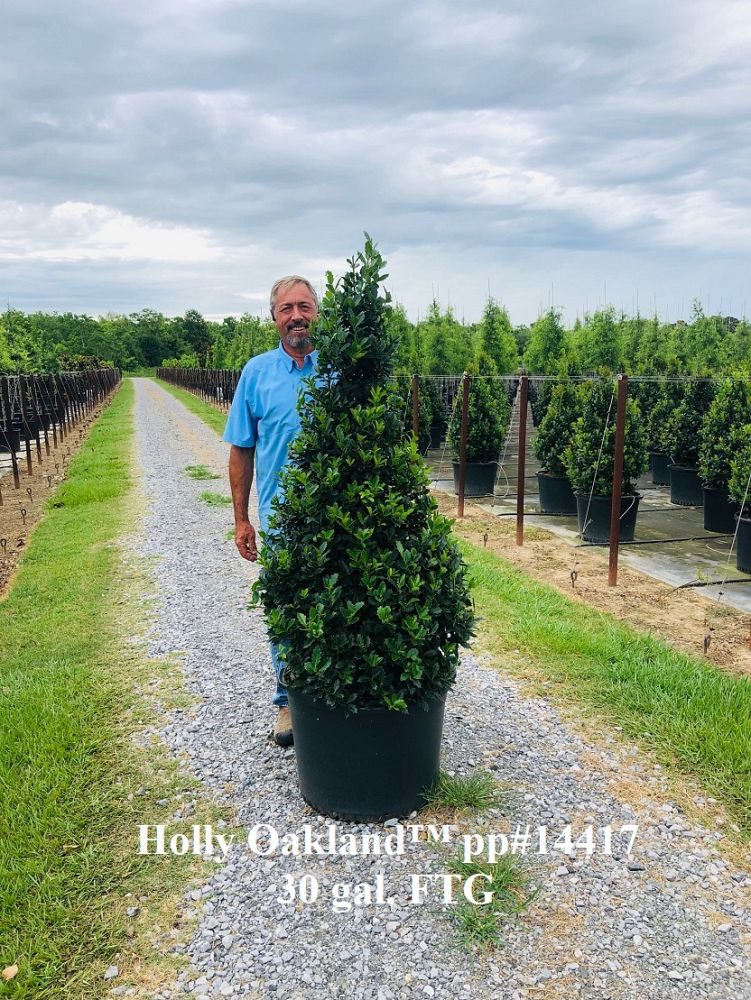 ilex-hybrid-magland-oakland-reg-holly