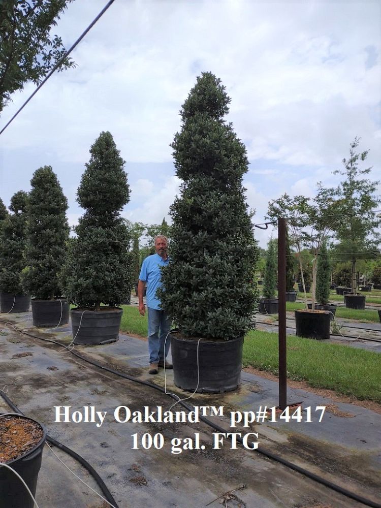 ilex-hybrid-magland-oakland-reg-holly