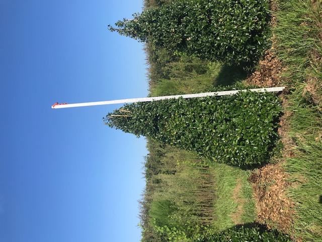 ilex-hybrid-magland-oakland-reg-holly