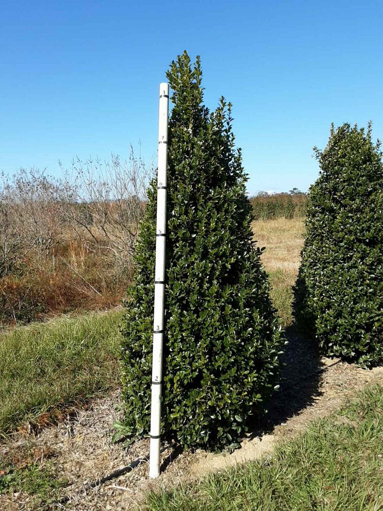 ilex-hybrid-magland-oakland-reg-holly